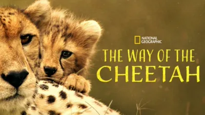 The Way of the Cheetah