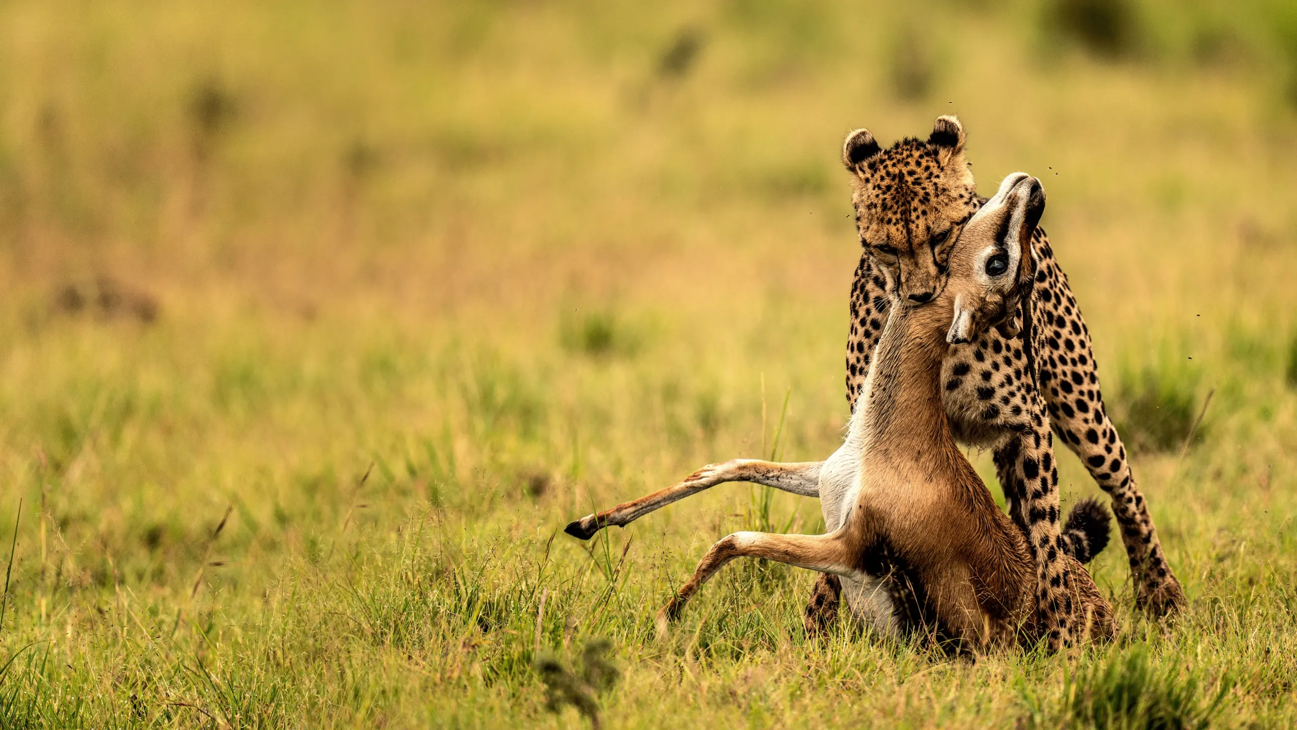 The Way of the Cheetah