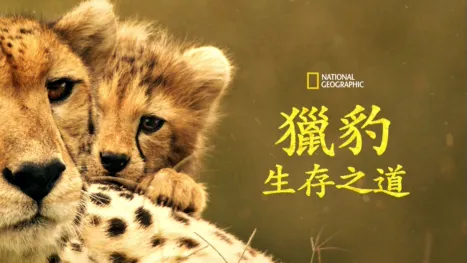 thumbnail - 獵豹生存之道