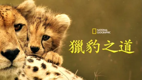 thumbnail - 獵豹之道