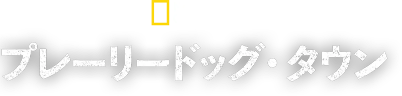 プレーリードッグ・タウン