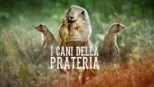 thumbnail - I cani della prateria