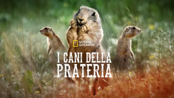 thumbnail - I cani della prateria