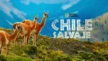 thumbnail - Chile Salvaje