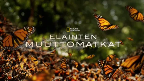 thumbnail - Eläinten muuttomatkat