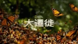 thumbnail - 大遷徙