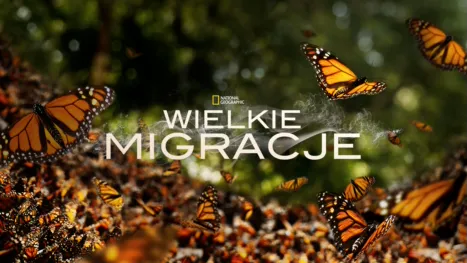 thumbnail - Wielkie migracje