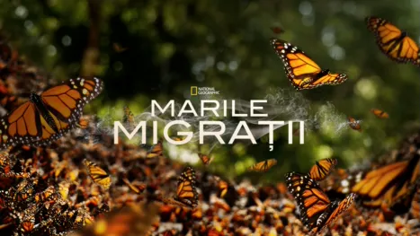 thumbnail - Marile migrații