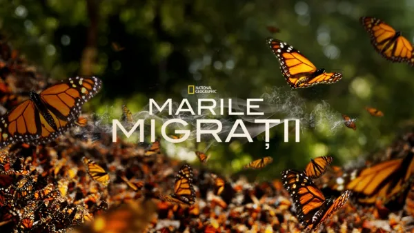 thumbnail - Marile migrații