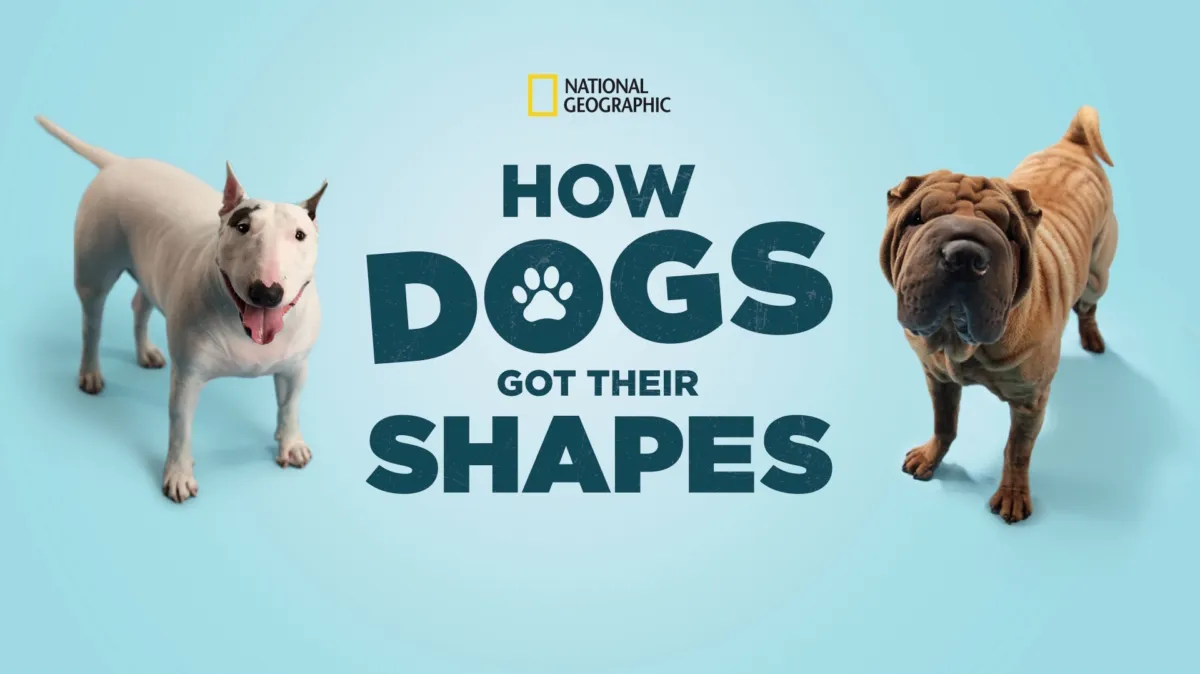 Kijk How Dogs Got Their Shapes | Disney+, image size:1200x674