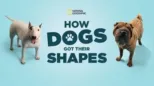 thumbnail - How Dogs Got Their Shapes