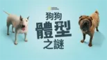 thumbnail - 狗狗體型之謎