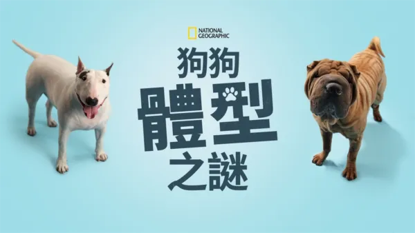 thumbnail - 狗狗體型之謎