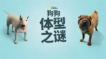 thumbnail - 狗狗体型之谜