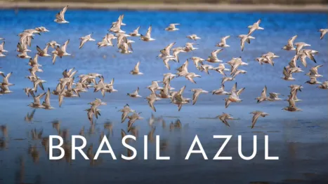 thumbnail - Brasil Azul