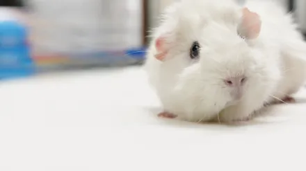 Dra. T: Clínica de Animais Exóticos