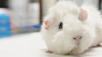 thumbnail - S1:E3 Bunny 911