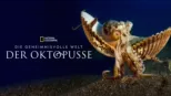 thumbnail - Die geheimnisvolle Welt der Oktopusse