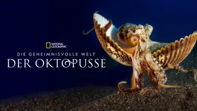 Die geheimnisvolle Welt der Oktopusse