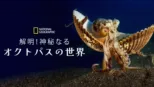 thumbnail - 解明！神秘なるオクトパスの世界