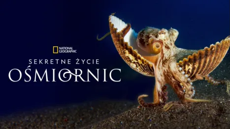 thumbnail - Sekretne życie ośmiornic