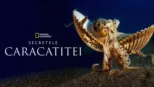 thumbnail - Secretele Caracatiței