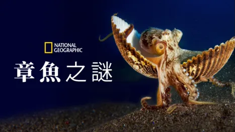 thumbnail - 章魚之謎