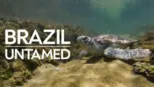 thumbnail - Brazil Untamed