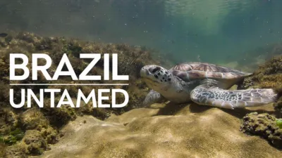Brazil Untamed