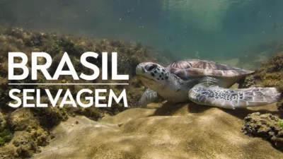 thumbnail - Brasil Selvagem