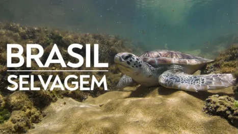 thumbnail - Brasil Selvagem