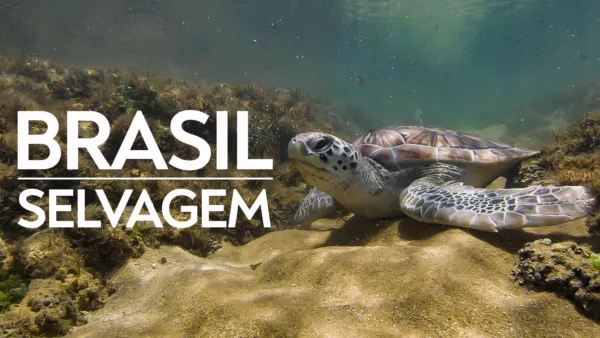 thumbnail - Brasil Selvagem