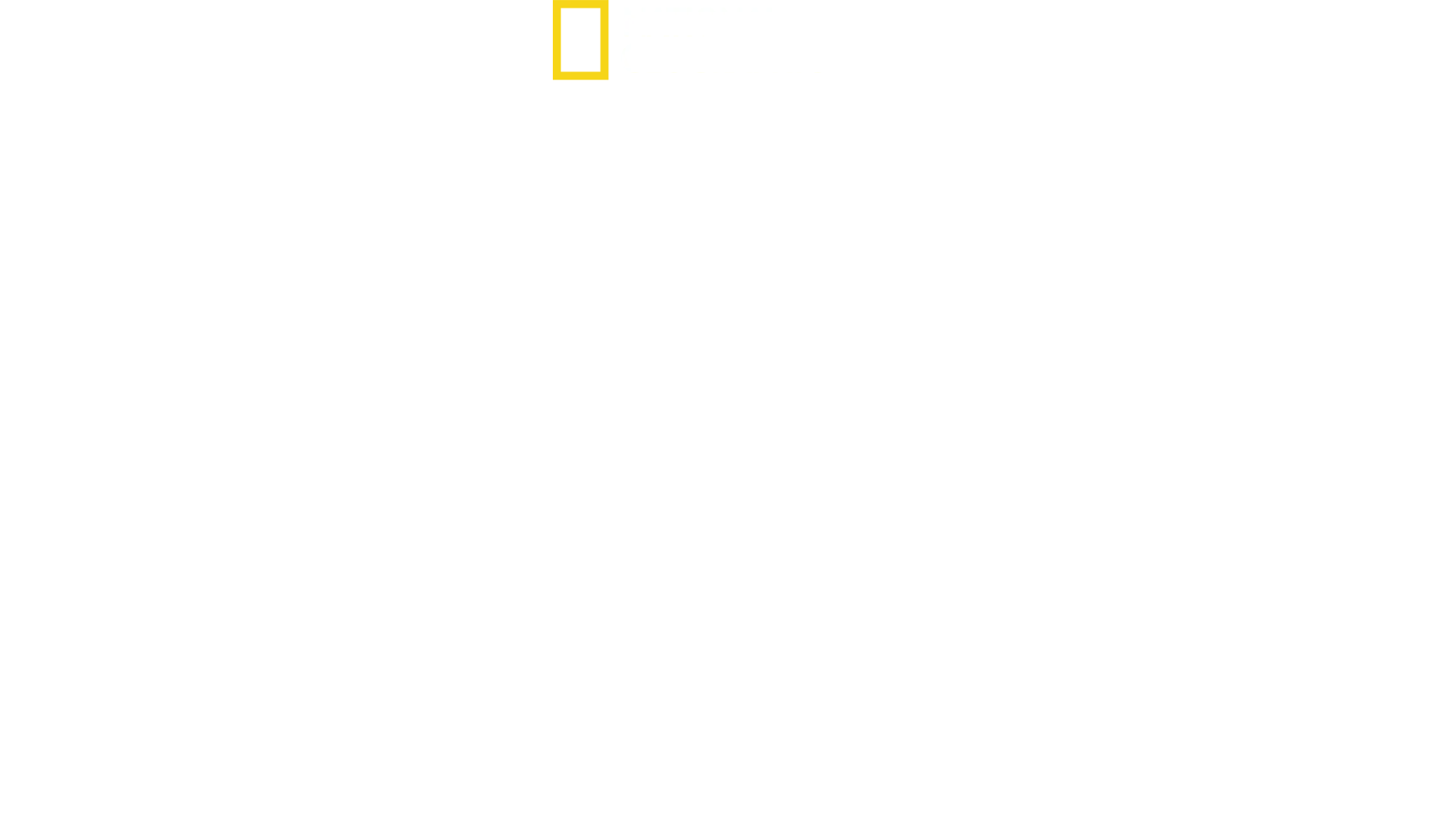Rogue Shark?