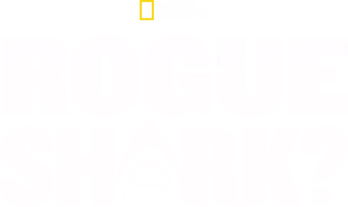 Rogue Shark?
