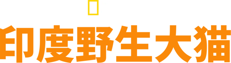 印度狂野大猫