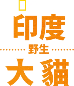 印度野生大貓