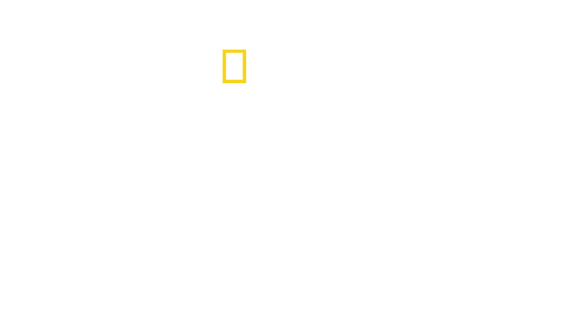 Secretos de los elefantes