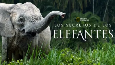 Los secretos de los elefantes