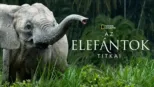thumbnail - Az elefántok titkai