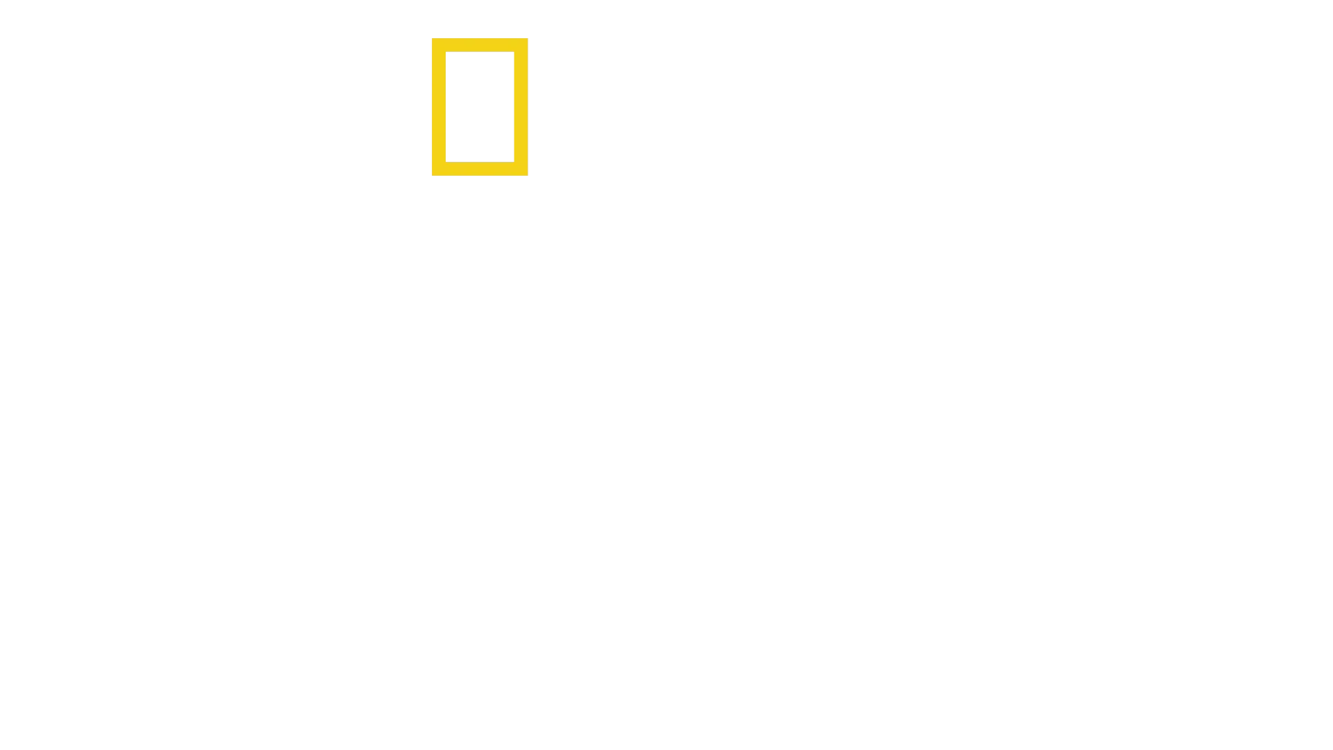 I segreti degli elefanti