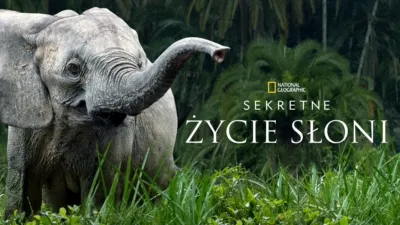 Sekretne życie słoni