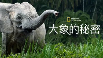 大象的秘密