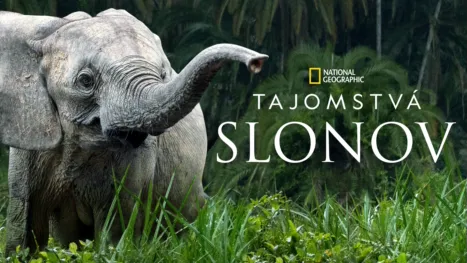 thumbnail - Tajomstvá slonov