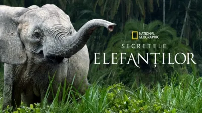 Secretele elefanților