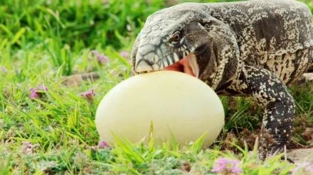 Wild Argentina (2017)