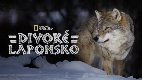 thumbnail - Divoké Laponsko