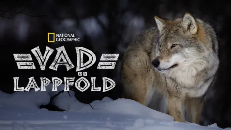 thumbnail - Vad Lappföld