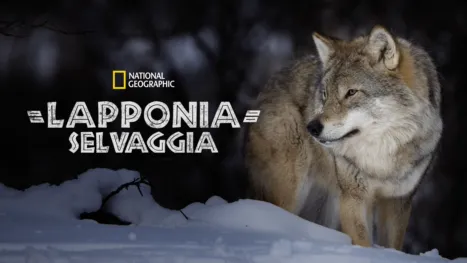 thumbnail - Lapponia selvaggia