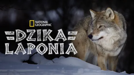 thumbnail - Dzika Laponia