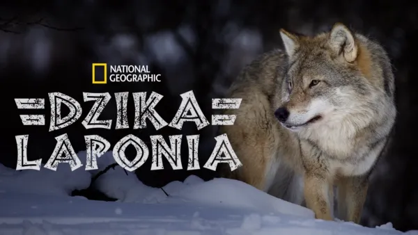 thumbnail - Dzika Laponia